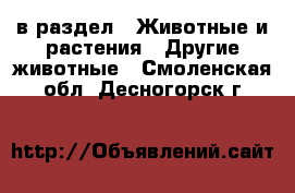  в раздел : Животные и растения » Другие животные . Смоленская обл.,Десногорск г.